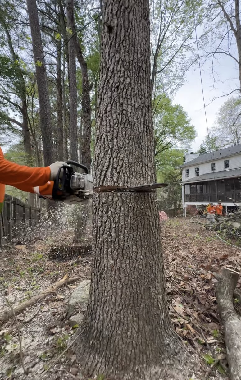 Expert Tree Cutting - Certified professionals ensuring safe and proper technique Certified arborist performing precise tree cutting in residential setting