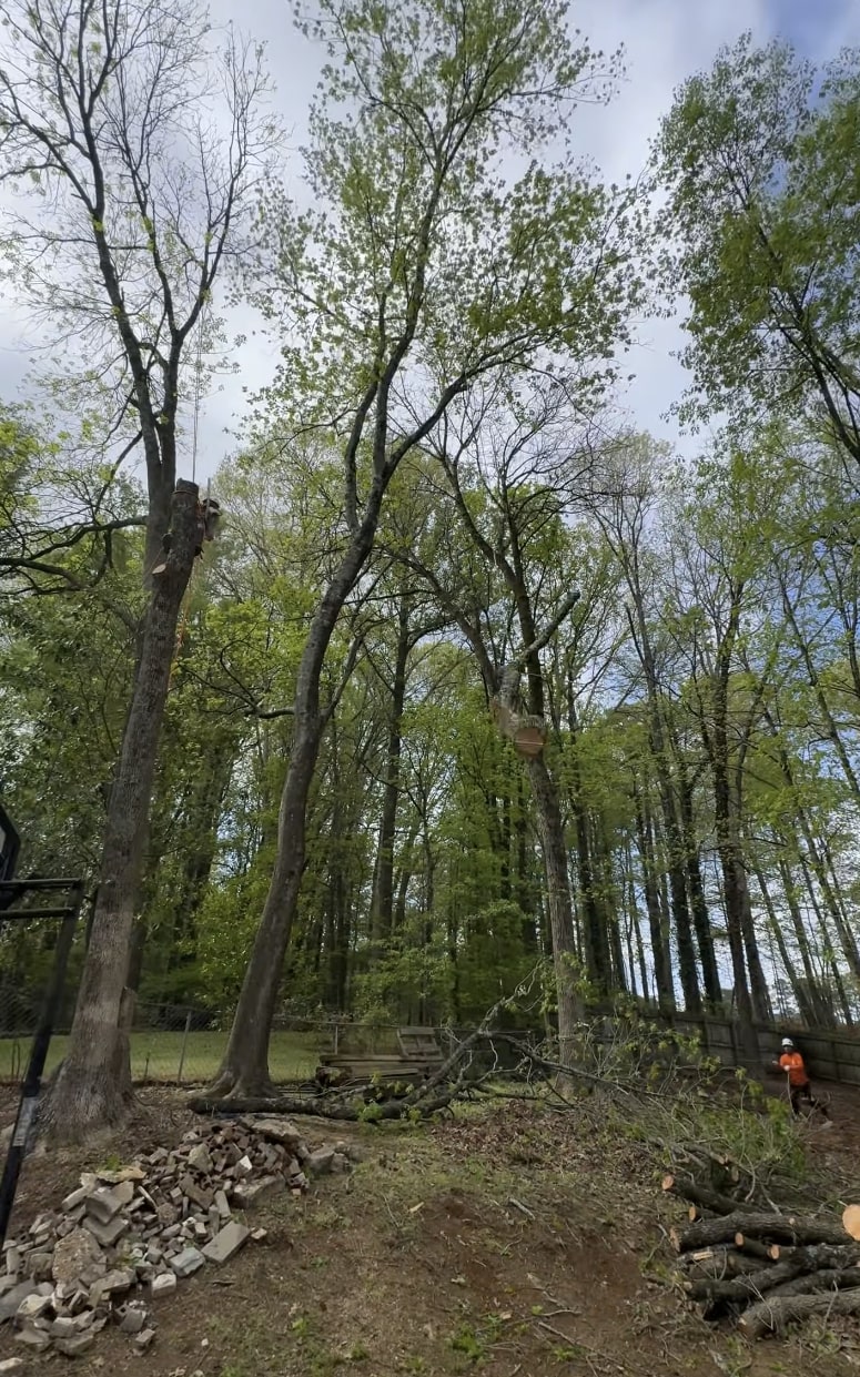 Large Tree Removal - Expert handling of complex residential tree projects Large scale tree removal project in wooded residential area