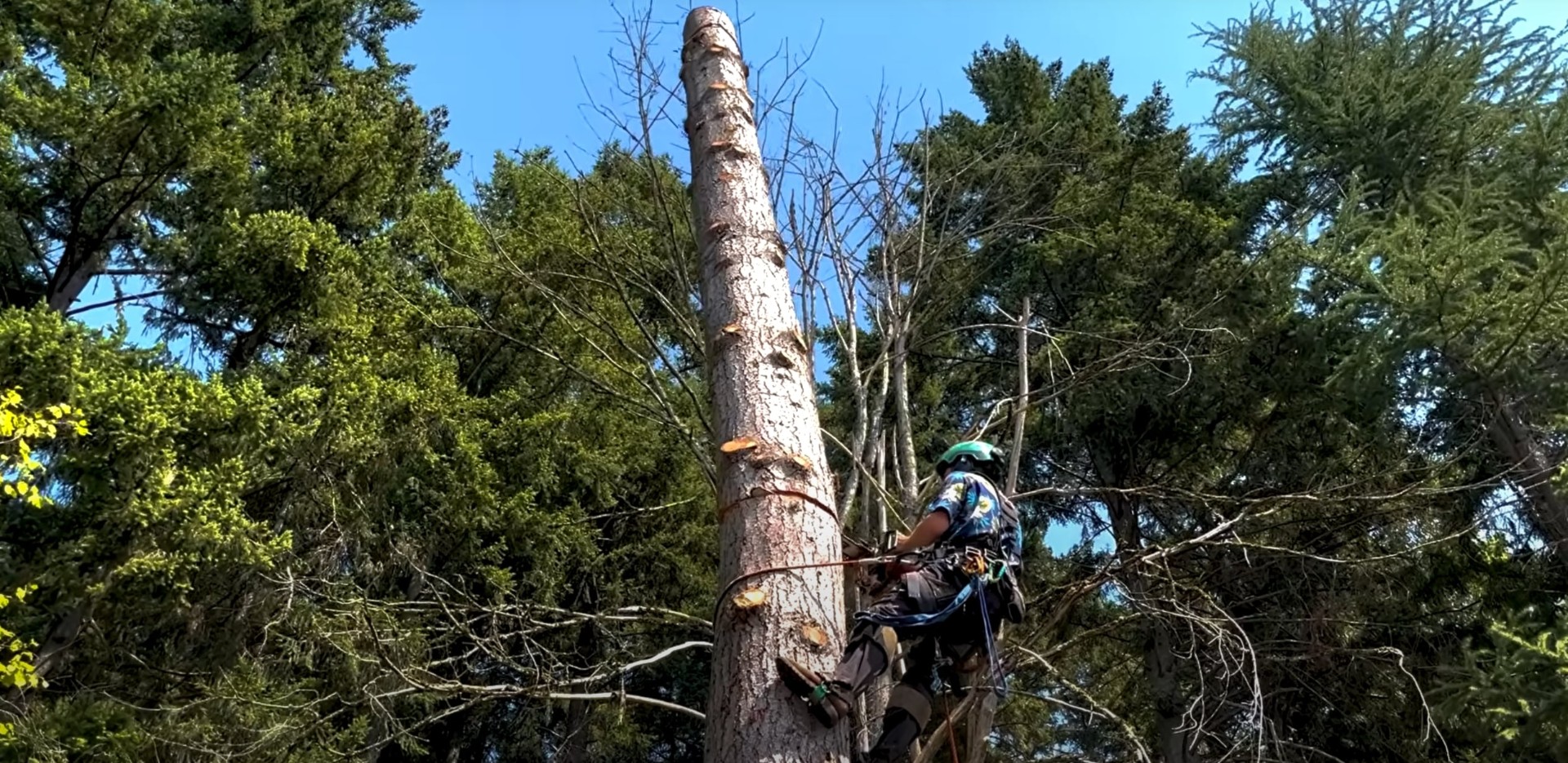 Professional tree climbing - Certified arborist using advanced safety equipment Certified arborist climbing tall tree using professional safety equipment and techniques