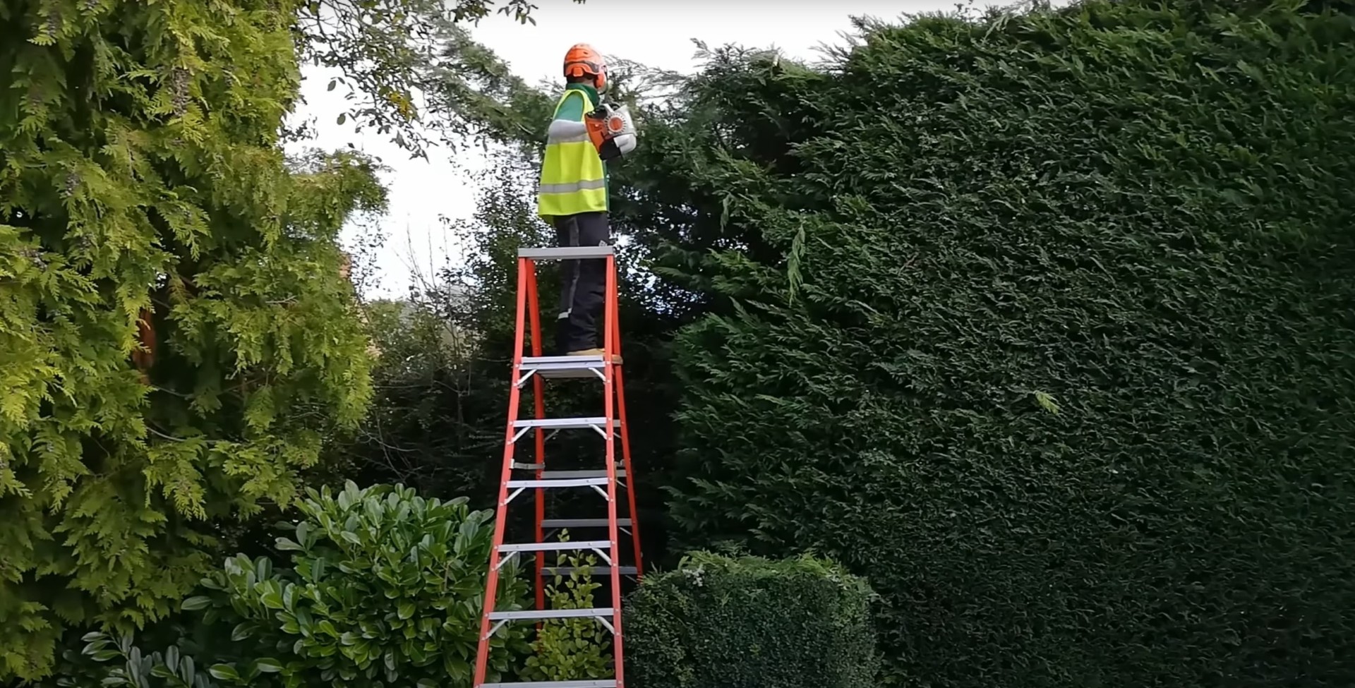 Professional hedge trimming - Expert pruning techniques for healthy plant growth Tree service professional on ladder performing detailed hedge trimming work