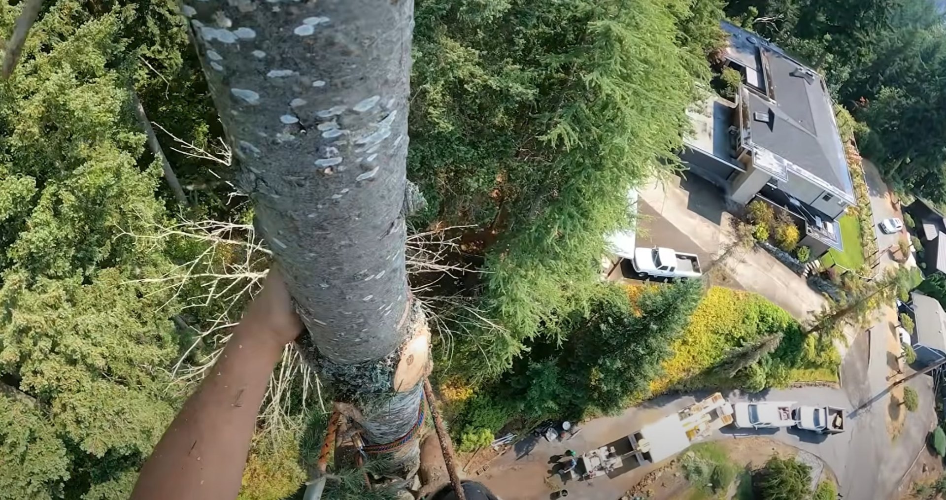 Comprehensive Tree Services - Full-scale projects managed with precision Aerial view of comprehensive tree removal project showing professional scope